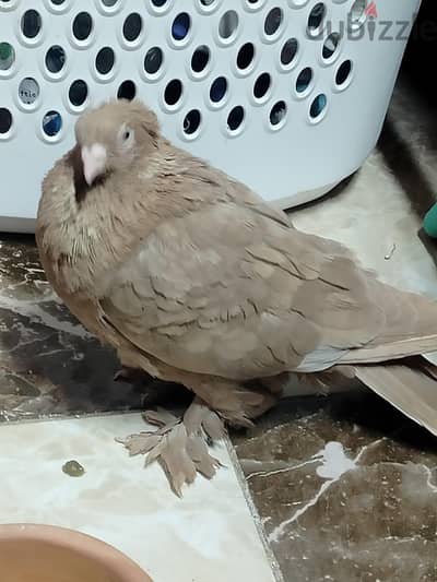 دكر اكول شقلباظ دم بلوميات كامل برنيطه من الودن للودن اول شغله