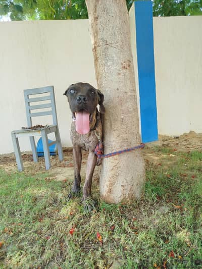 male Cane Corso