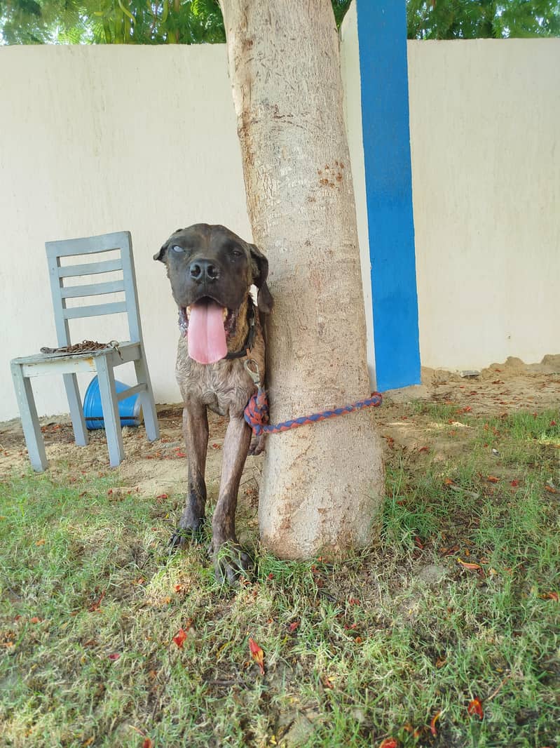male Cane Corso 1