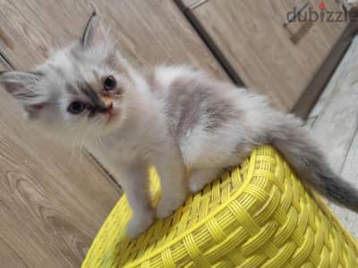 Persian cat 