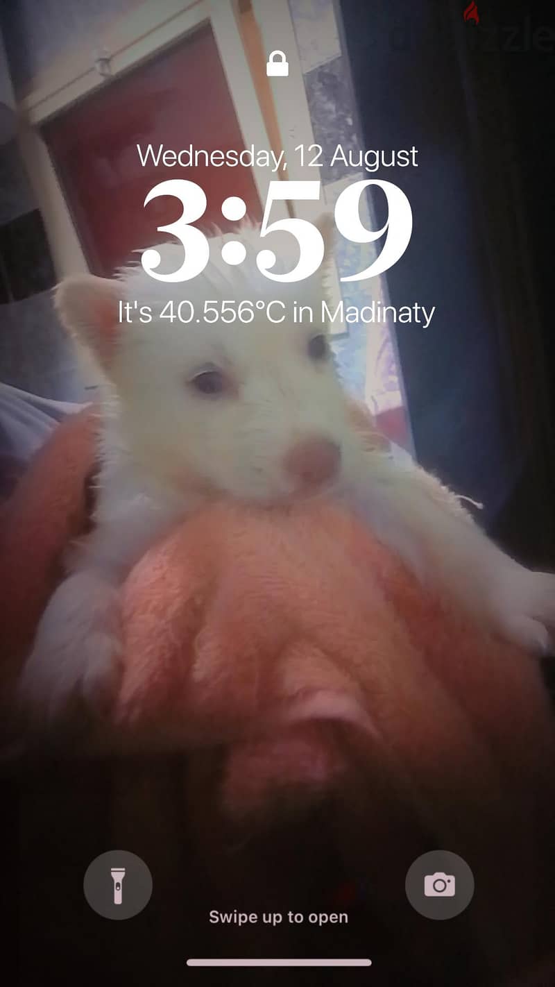 white huky 60 days old 1