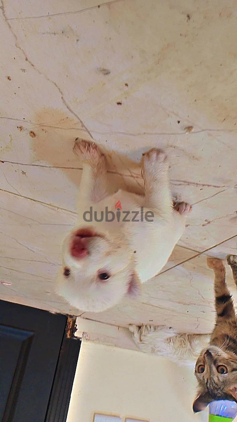 white huky 60 days old 3