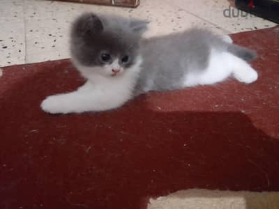 القط نيمو
