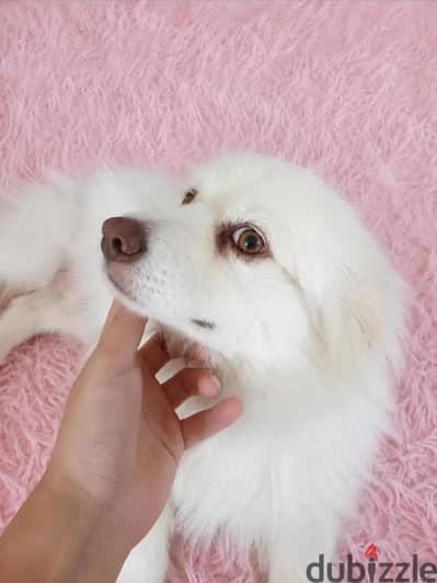 كلب بوميرينيان (Pomeranian)  ابيض ذكي للبيع