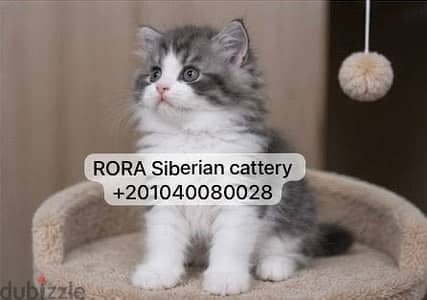 Siberian male Kitten with passport