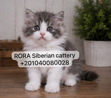 Siberian Kittens with passport 2