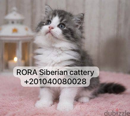 Siberian Kittens with passport 4