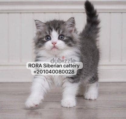 Siberian Kittens with passport 5
