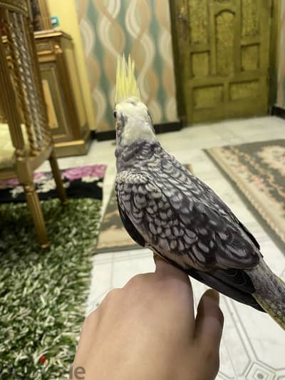 طيور كوكتيل ايزابيل