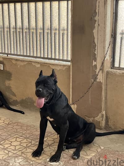 جروايه كين كورسو (cane corso)