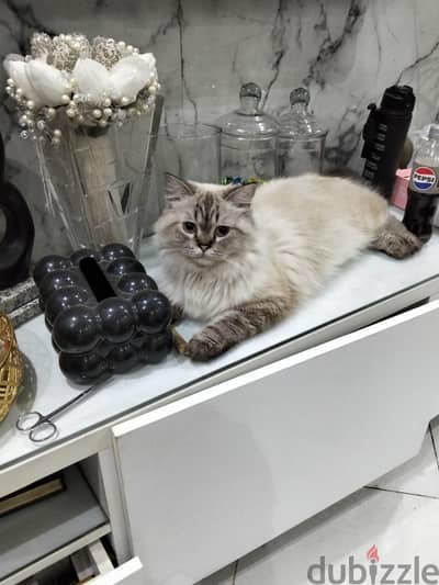 سكوتش