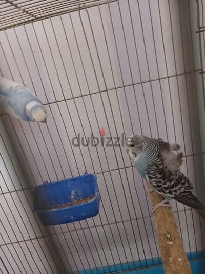 للتصفيه