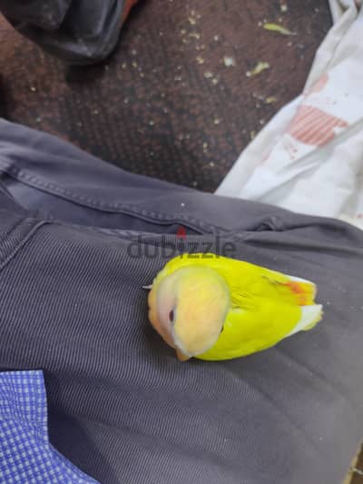 روز اوبلين ريد