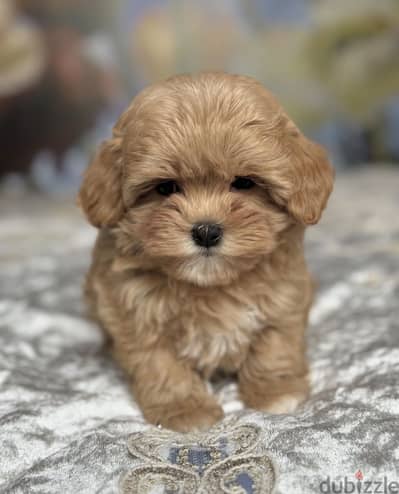 Maltipoo - toy poodle مالتي بو - توي بودل