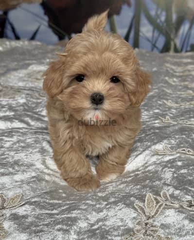 Maltipoo - toy poodle - مالتي بو - توي بودل
