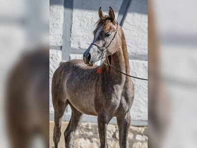 arabian horse 2 years old very good bloodline very gentle, negotiable