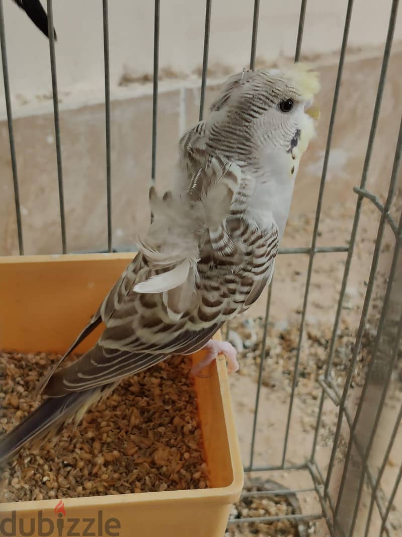 دكرين فلل 1
