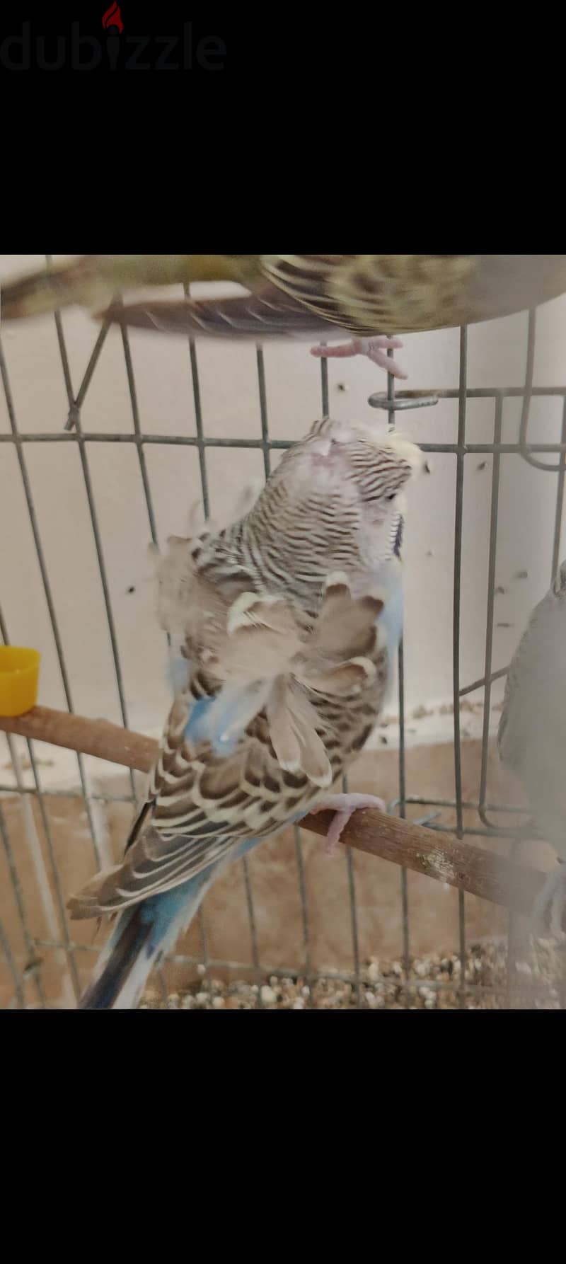 دكرين فلل 2