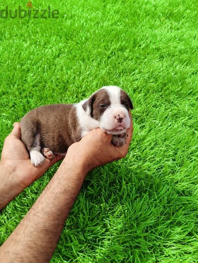 جراوي  بيتبول بيور مستوى  ابطلا - مزرعة Aghapy Pet Mix - الشرقية