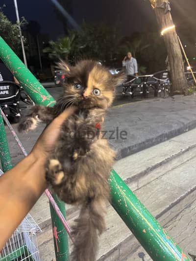 متاح احلى واجمل كيتن شيرازي هاف بيكي