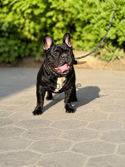 دكر فرنش بولدج French bulldog