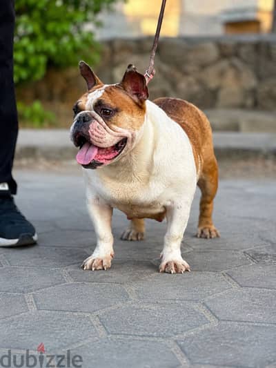 Female bulldog بولدج