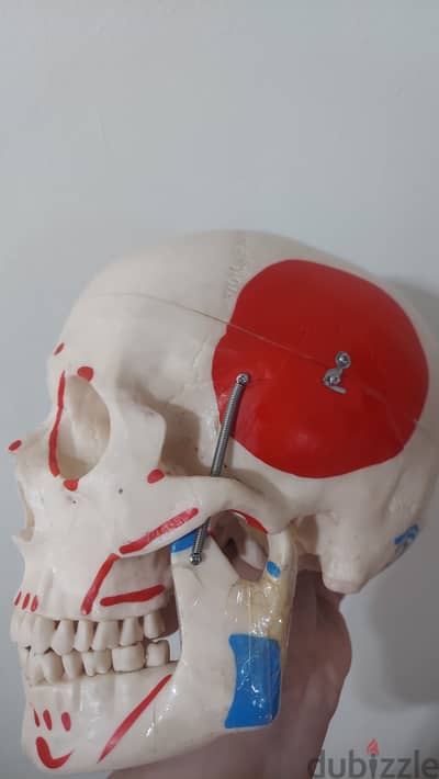 medical skull model