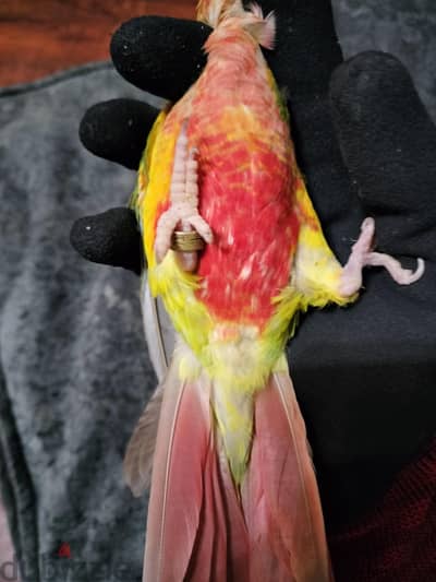 دكر بينابول
