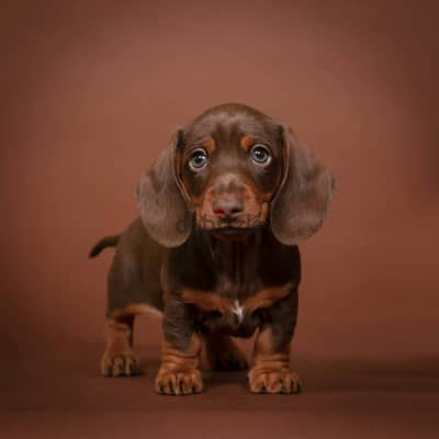 Imported super dachshund puppies, champion bloodline