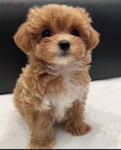 مالتيبو_بودل -maltipoo