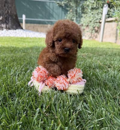 Toy poodle