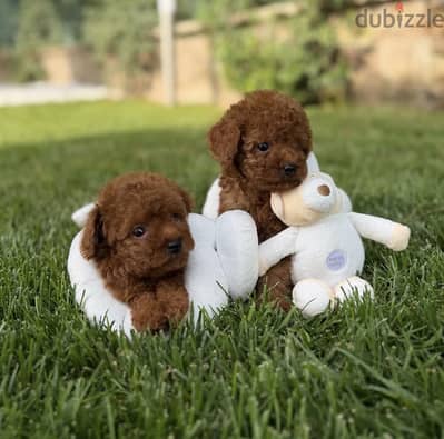 Poodle puppy توي بودل