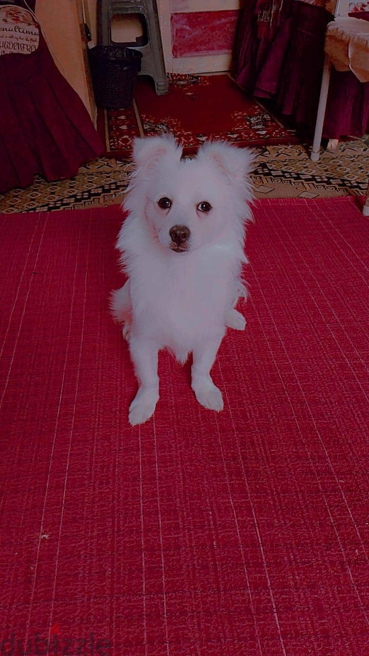 ادهم خالد 2