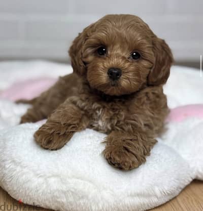 Maltipoo