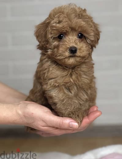 مالتيبو _maltipoo