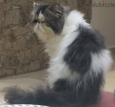 ذكر هارليكان براون