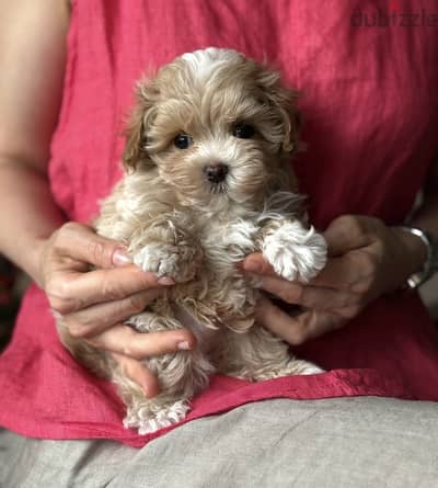 Maltipoo_بودل _maltipoo