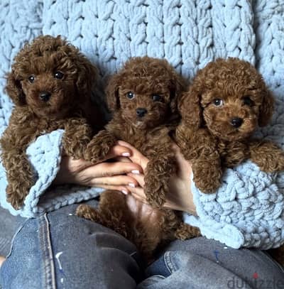 Toypoodle puppy
