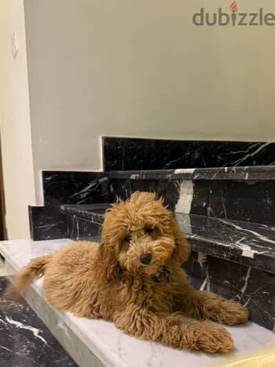 Toy poodle