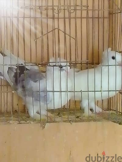 هوجن ه