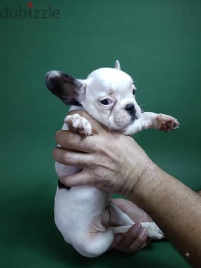 french bulldog - فرينش بولدوج