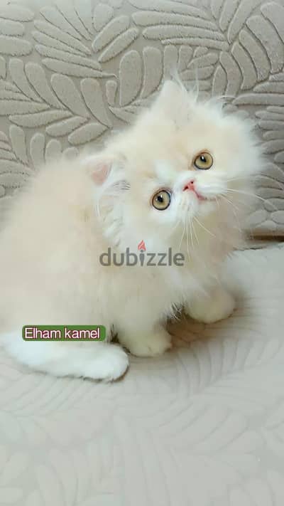 بسم لله للبيع بنوته بيرشين كريم وايت