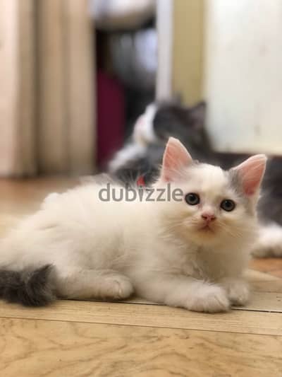 Persian female kitten قطة بنت شيرازي