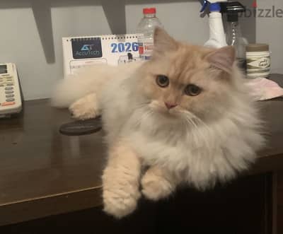 Shiraz male