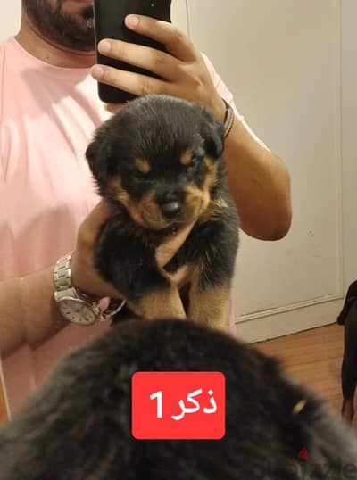 للبيع جراوي روت وايلر عمر 30  يوم من تاريخ الإعلان