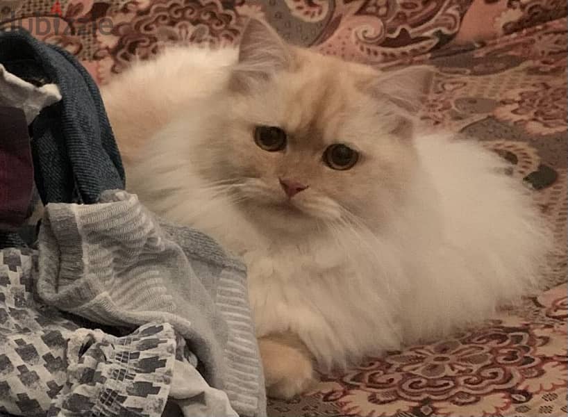 Shiraz male 2