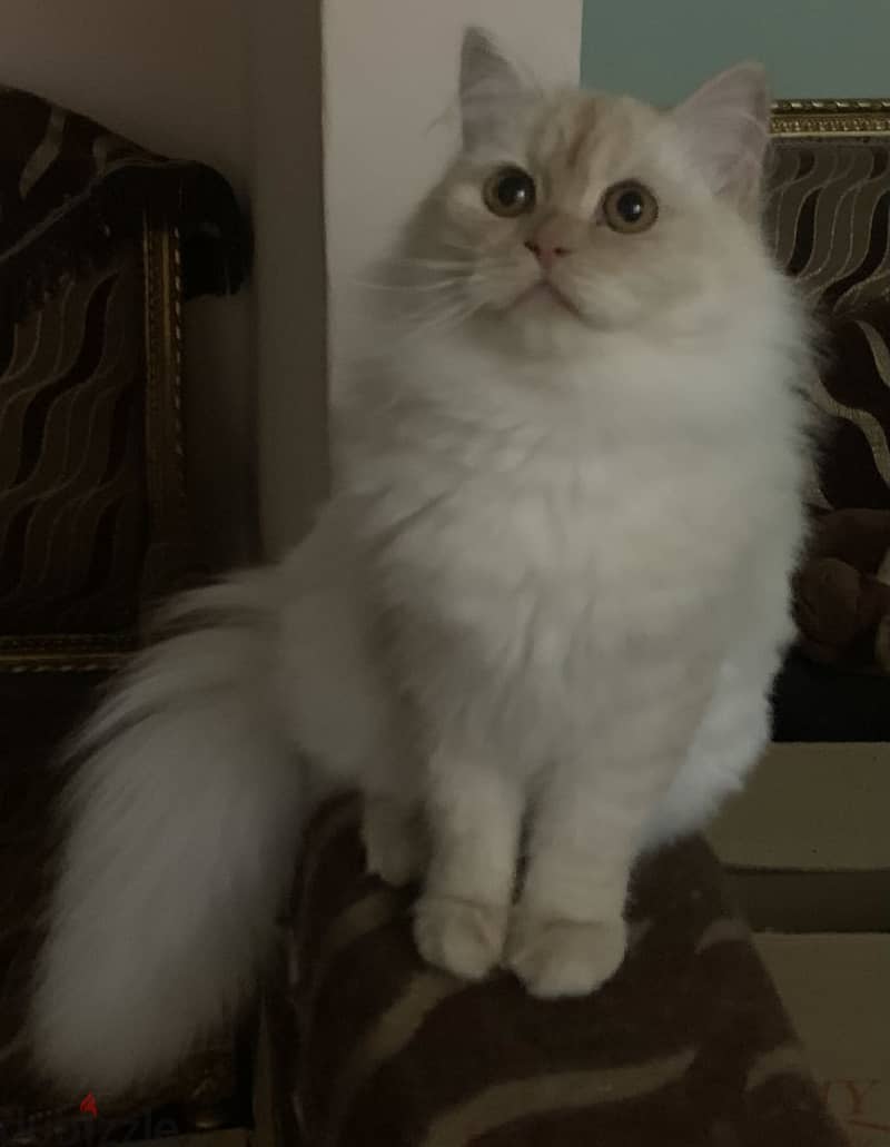 Shiraz male 3