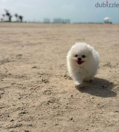 Pomeranian puppy