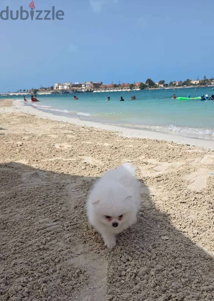 Pomeranian puppy 1