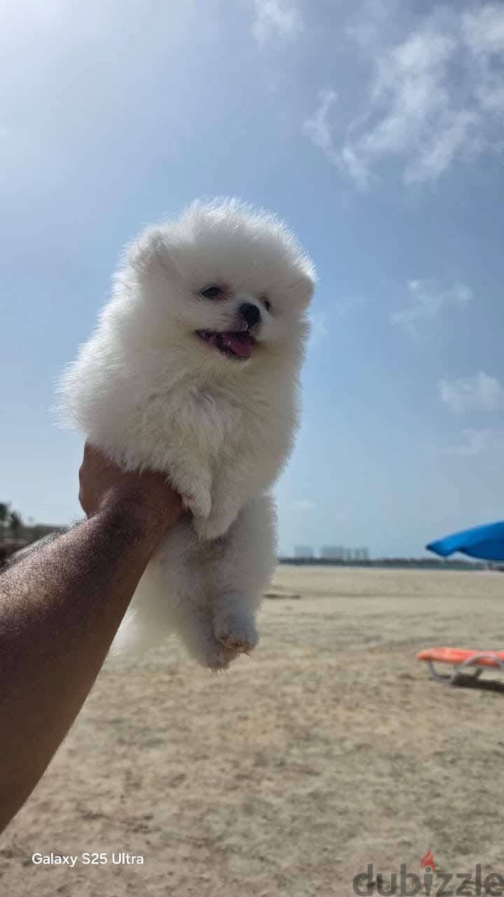 Pomeranian puppy 2